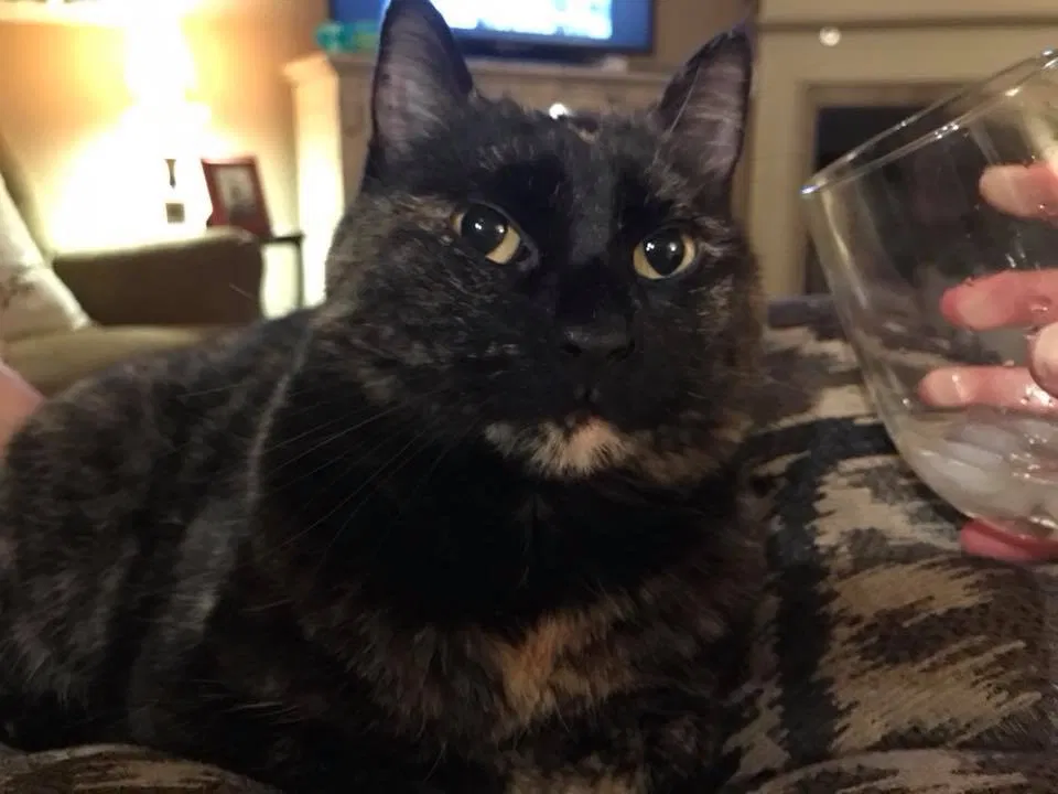 Lost cat in Springdale, AR, 72762