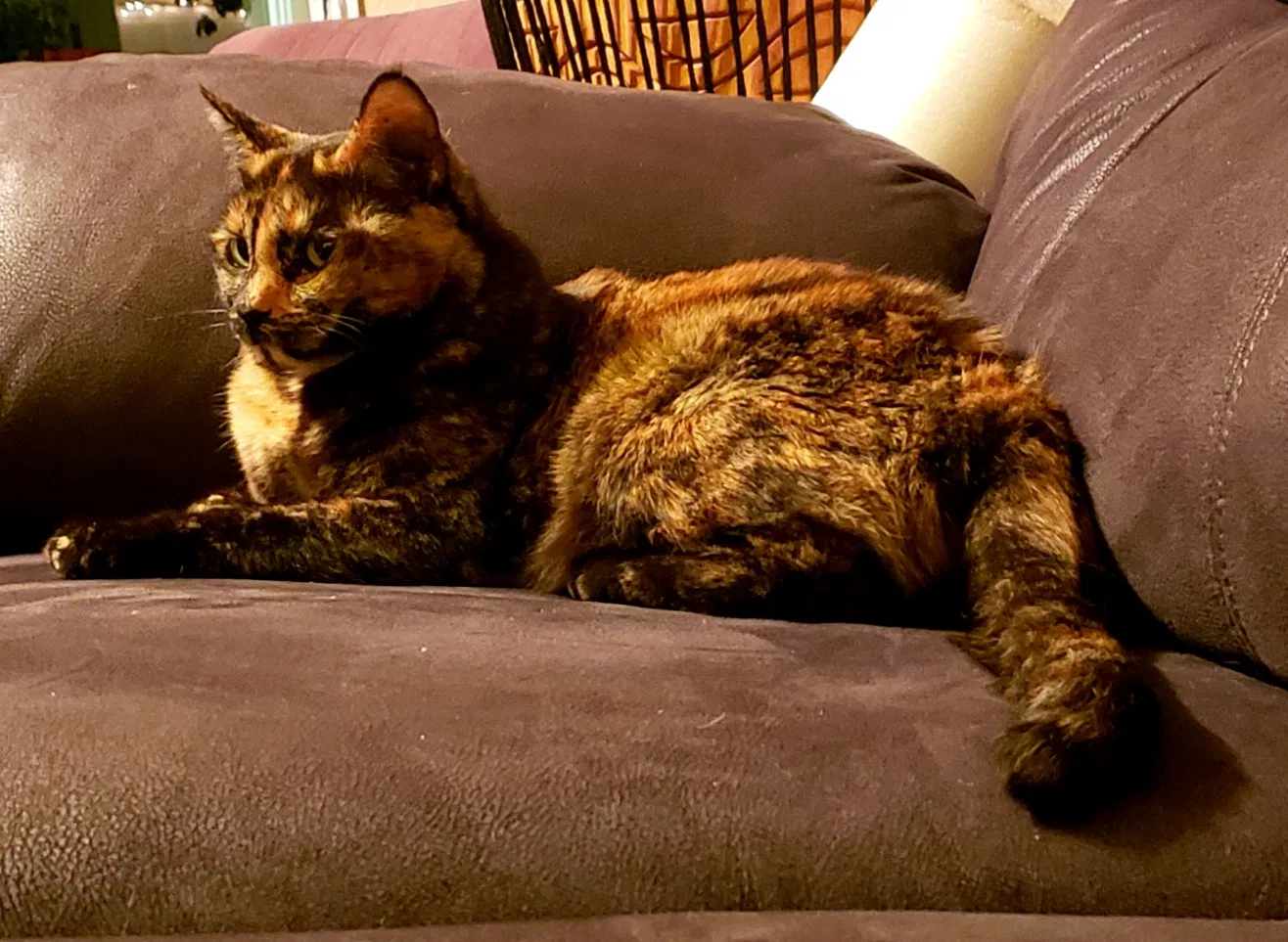Lost cat in Fayetteville, AR, 72703