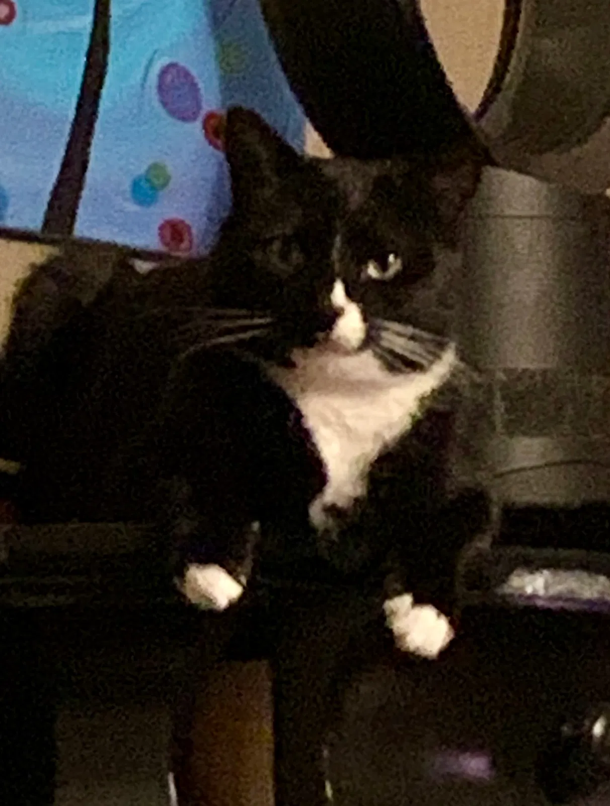 Lost cat in Marietta, GA, 30062