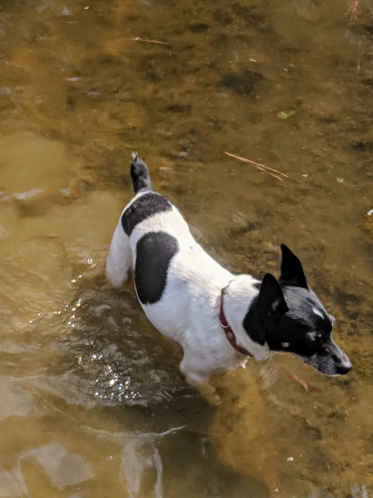 Lost dog in Pinson, AL, 35126