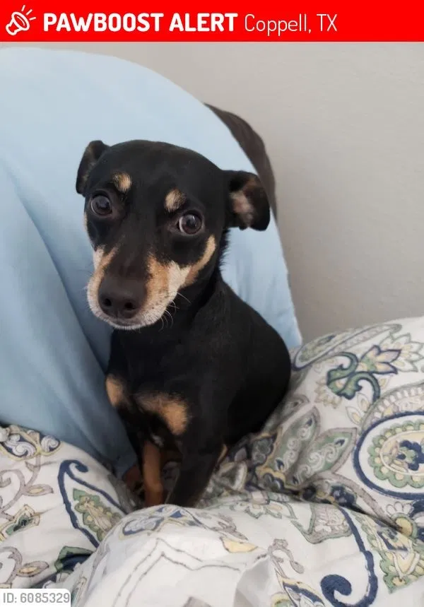 Lost dog in The Colony, TX, 75056