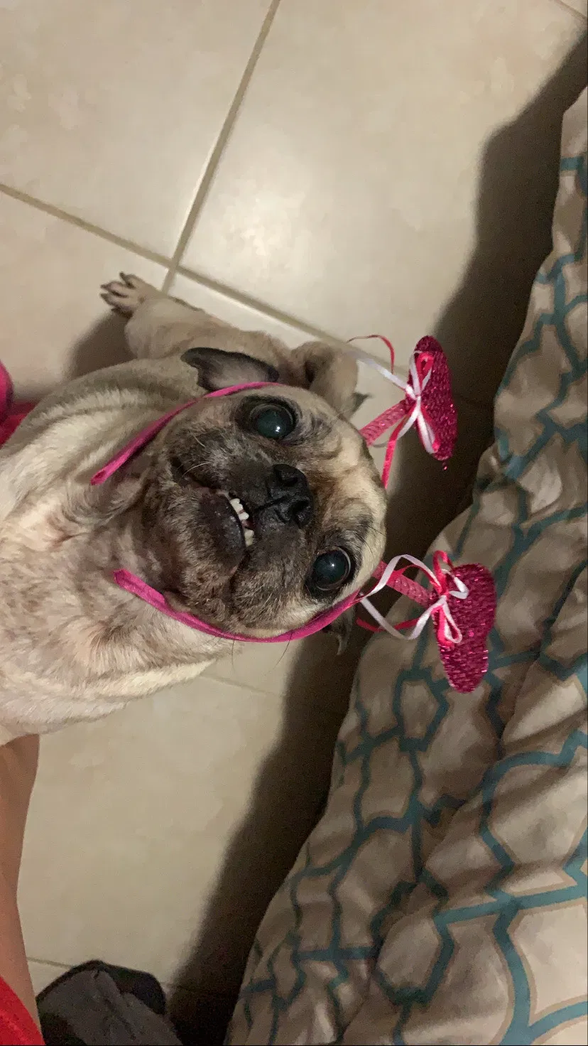 Lost dog in Summerfield, FL, 34491