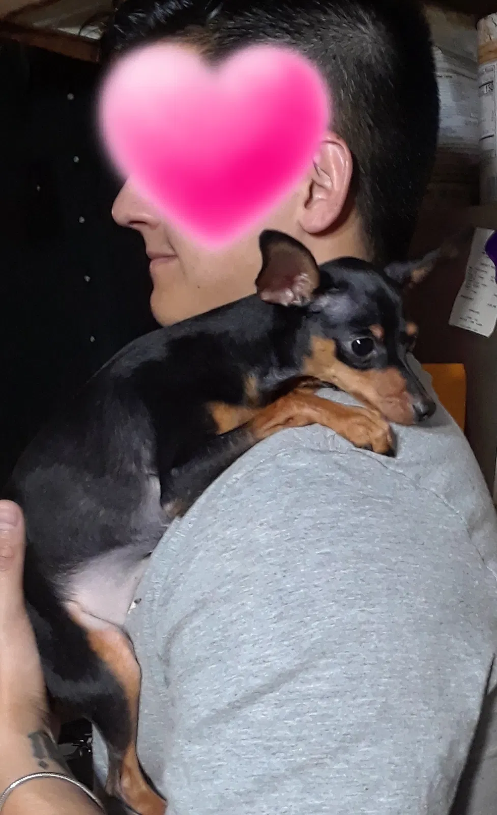 Lost dog in Mission, TX, 78572