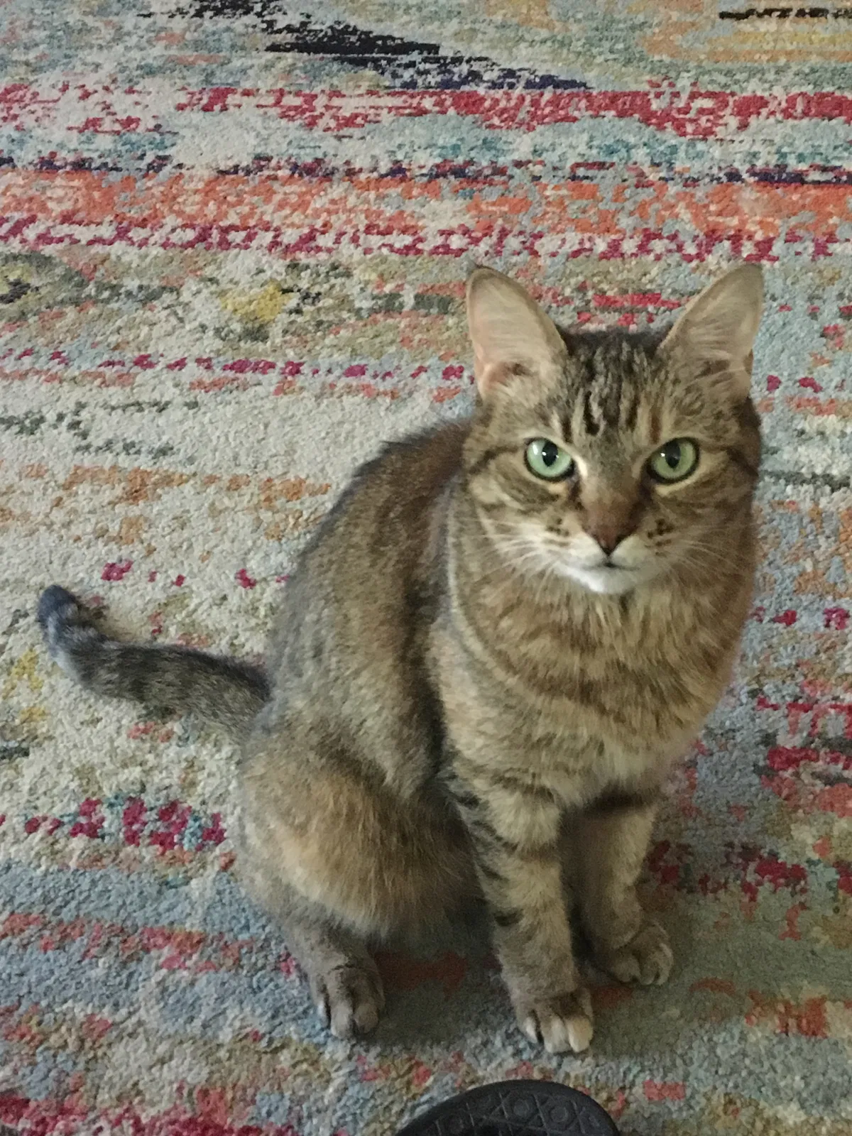 Lost cat in Keller, TX, 76244