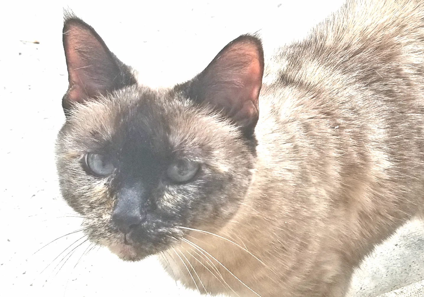 Lost cat in York, PA, 17402