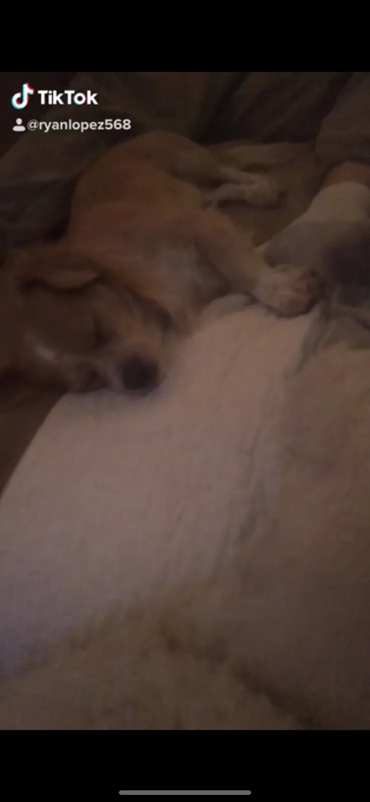 Lost dog in Tucson, AZ, 85706