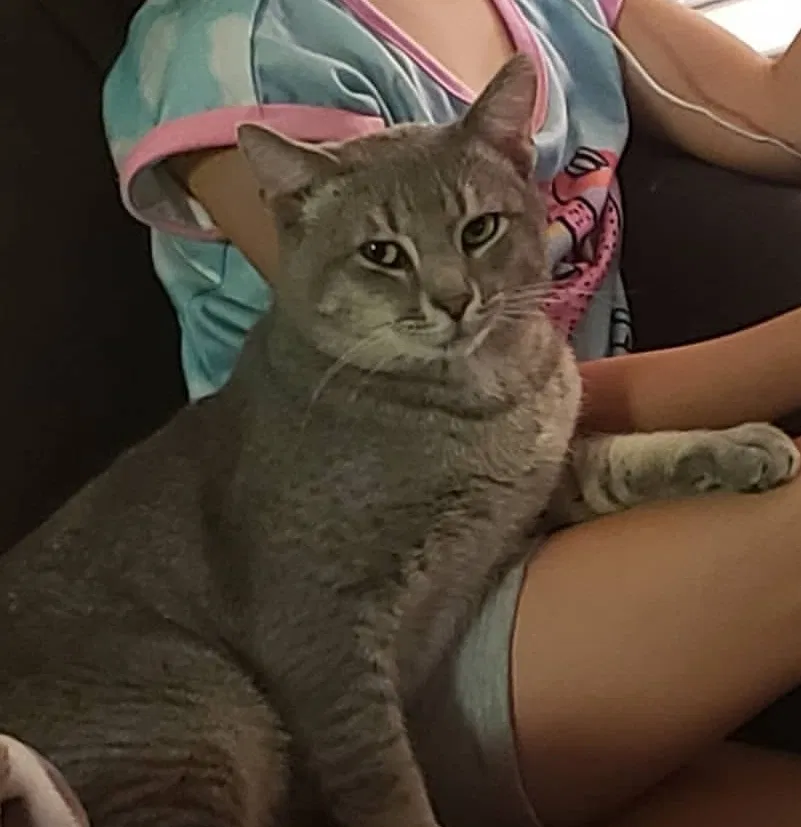 Lost cat in Laredo, TX, 78045