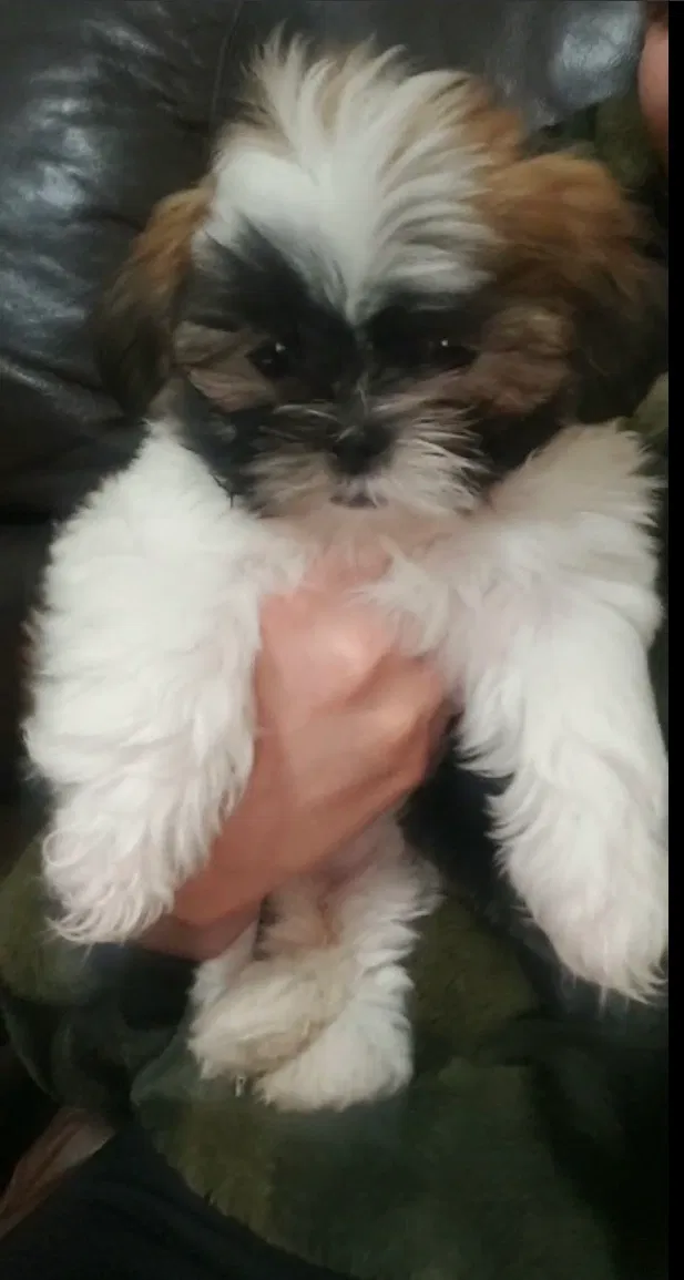 Lost dog in Pharr, TX, 78577