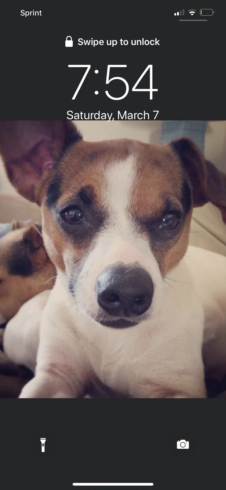 Lost dog in Cochranville, PA, 19330
