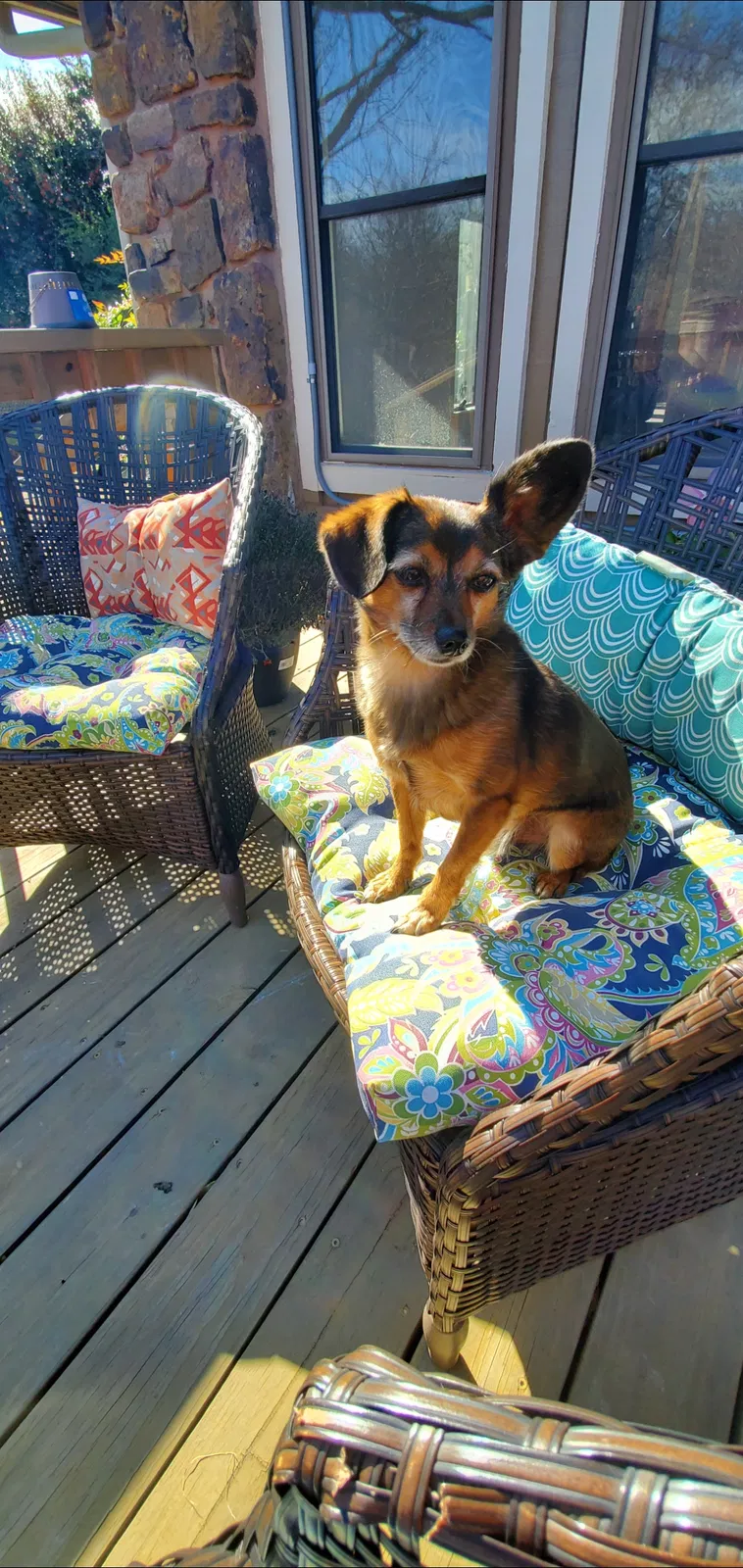 Lost dog in Broken Arrow, OK, 74014