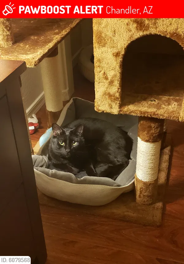 Lost cat in Chandler, AZ, 85248