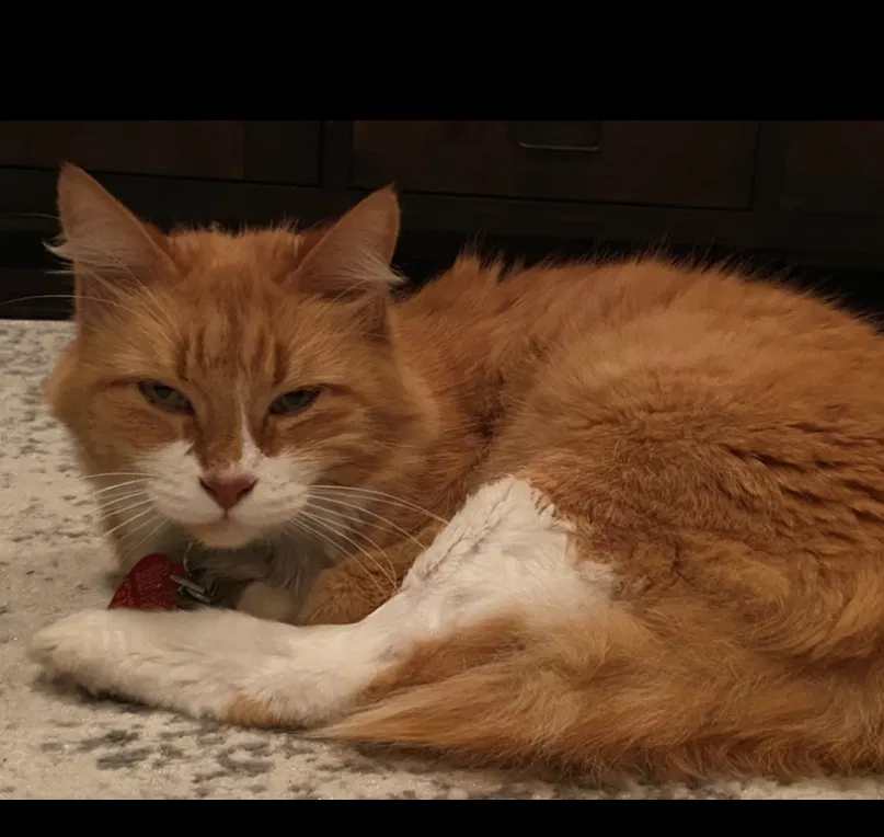 Lost cat in Round Rock, TX, 78665