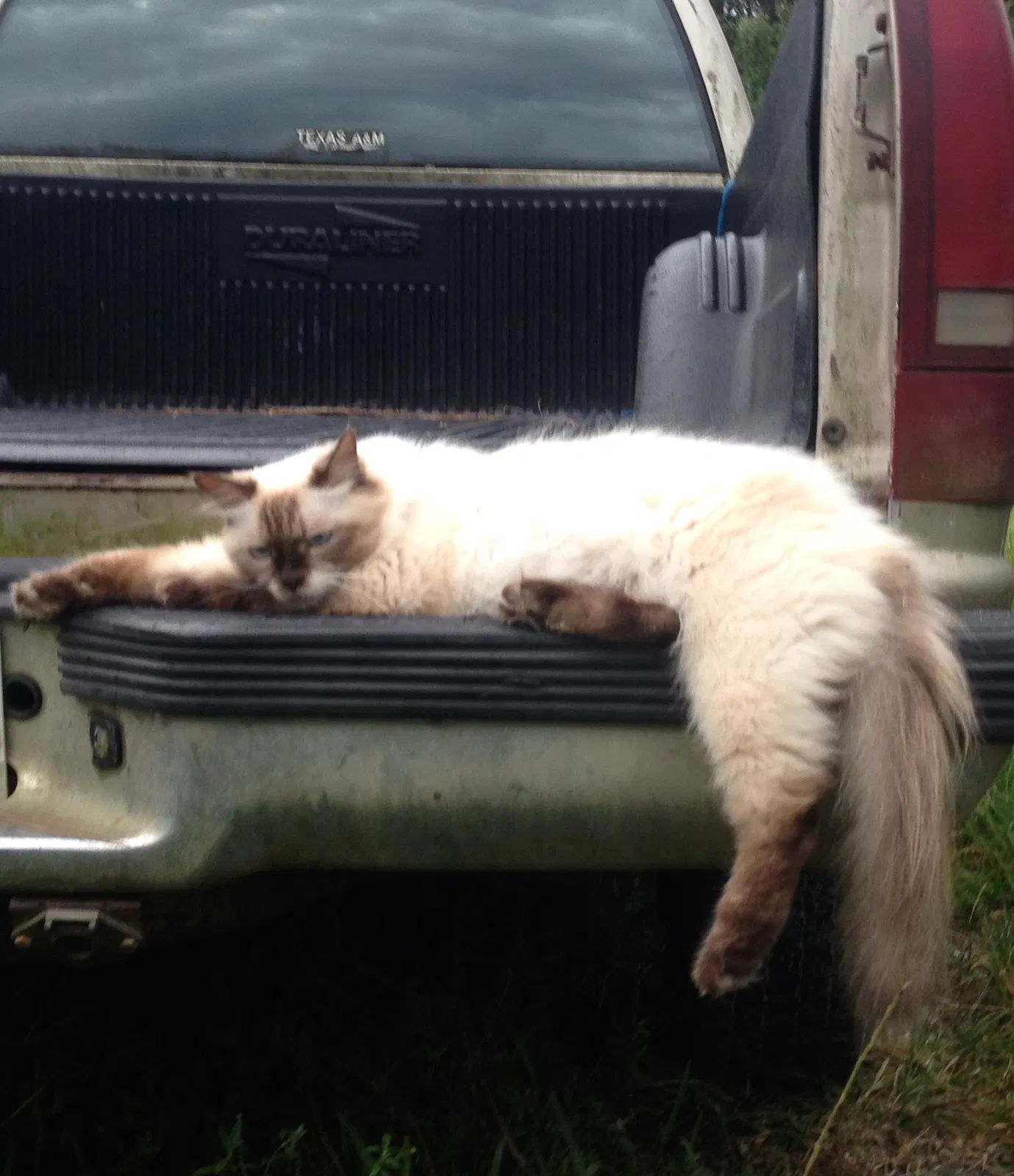 Lost cat in Fellsmere, FL, 32948