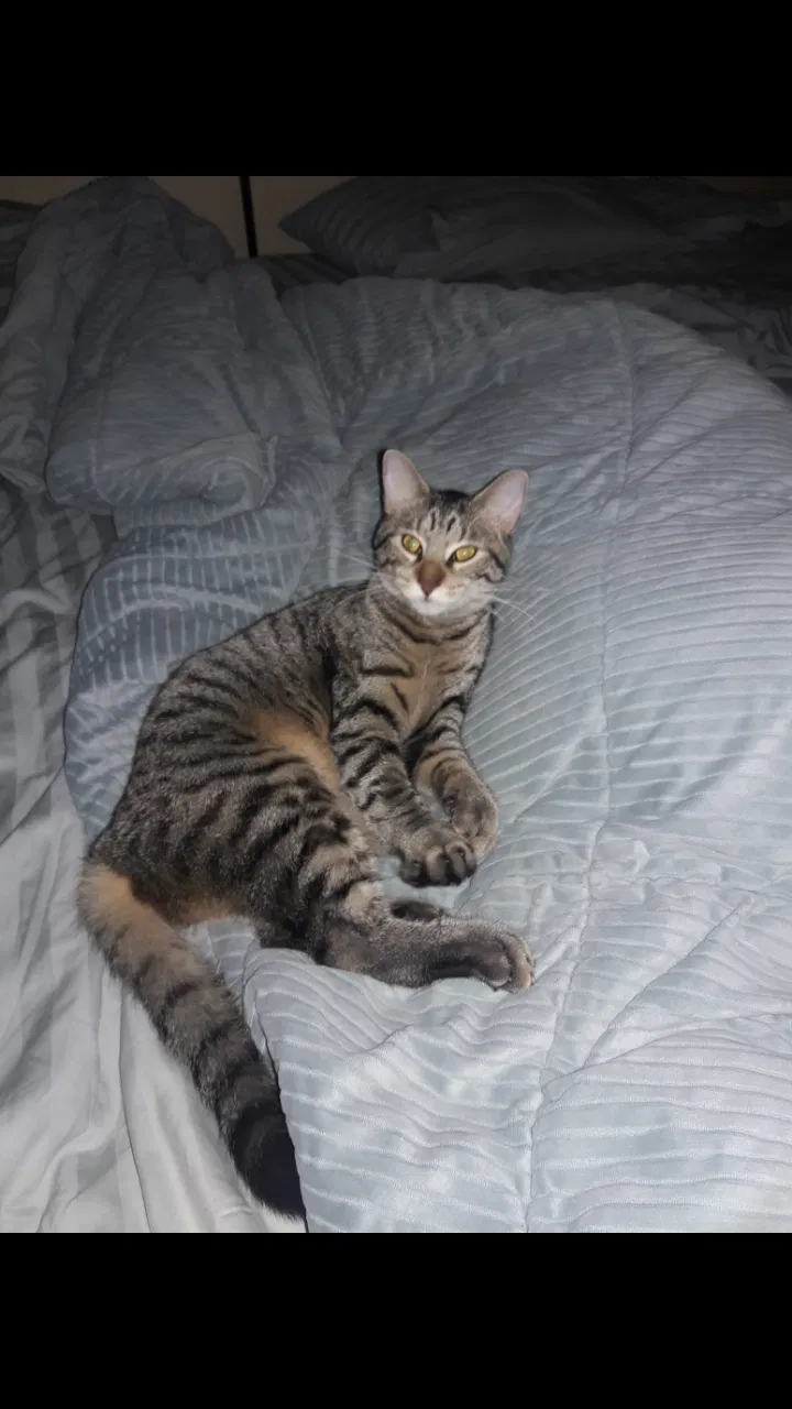 Lost cat in Clearwater, FL, 33763