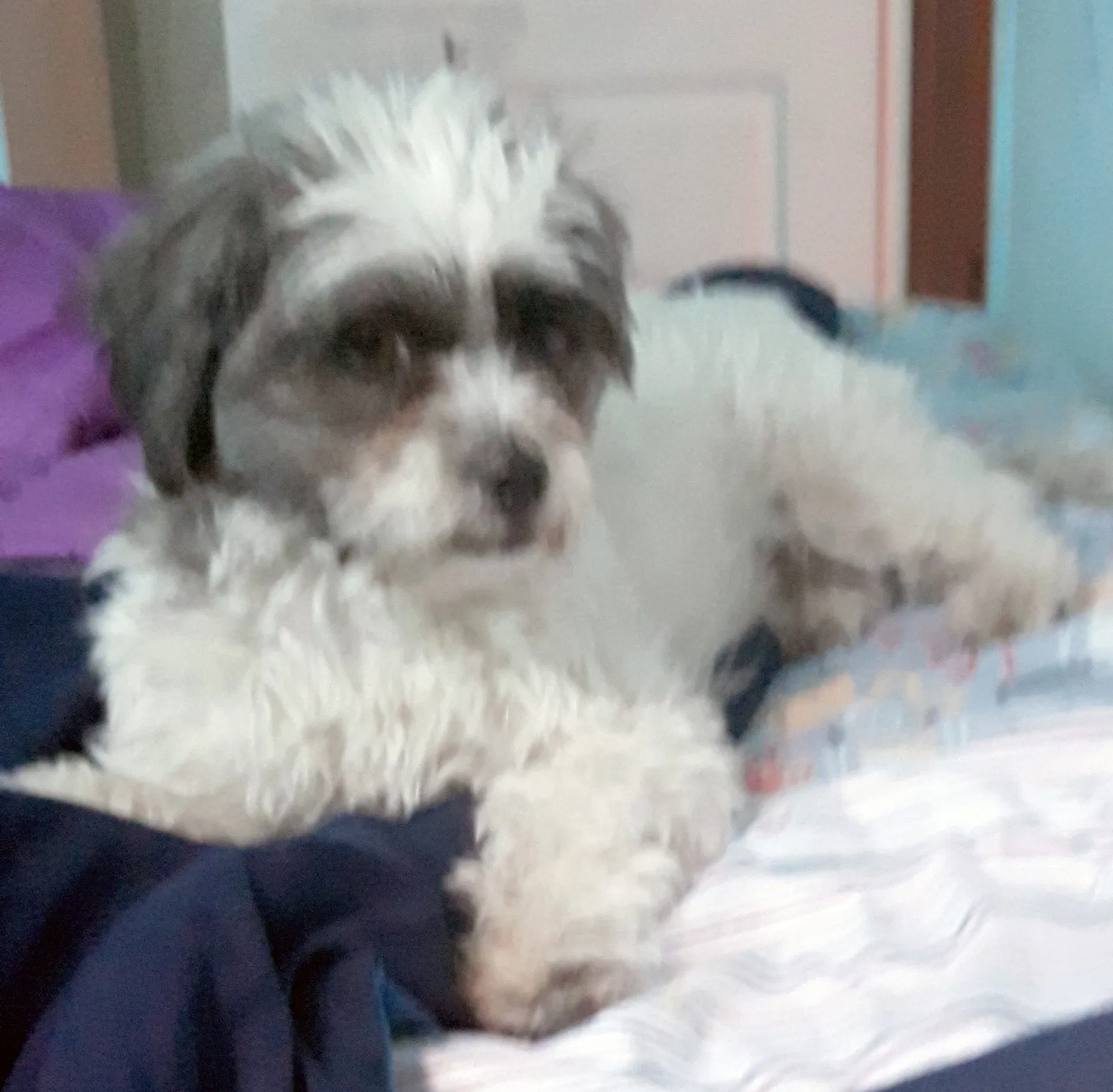 Lost dog in El Paso, TX, 79928