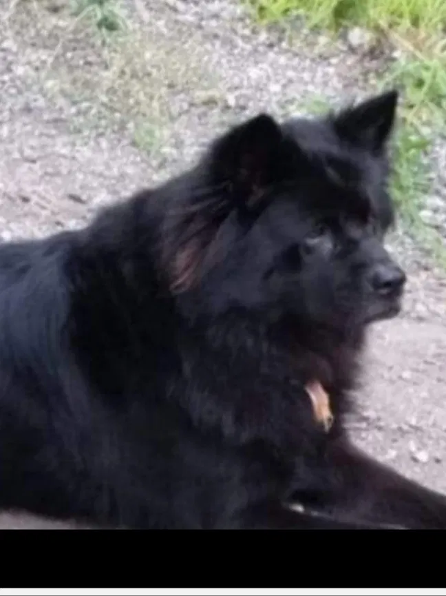 Lost dog in Ocean City, MD, 21842
