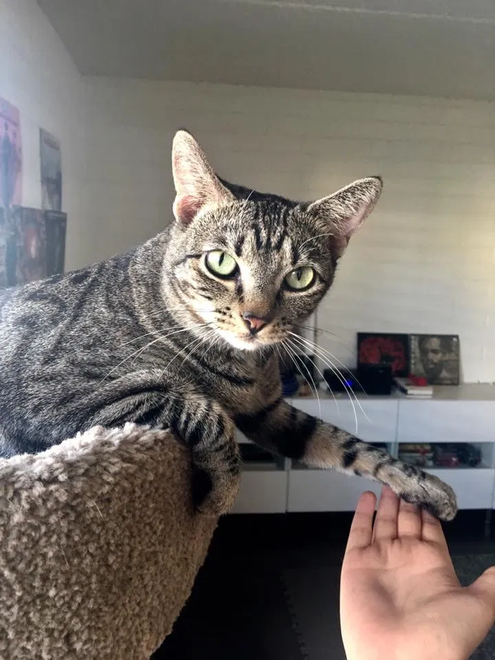 Lost cat in Phoenix, AZ, 85018