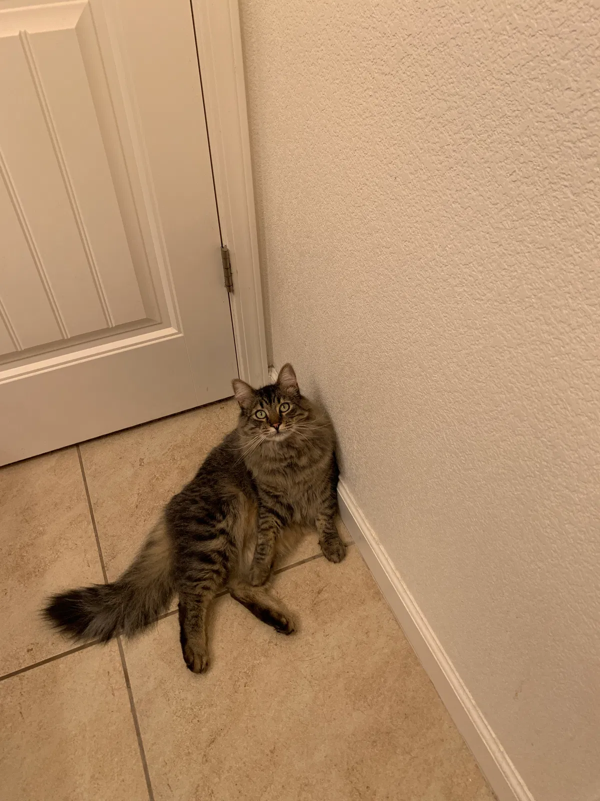 Lost cat in Reno, NV, 89521