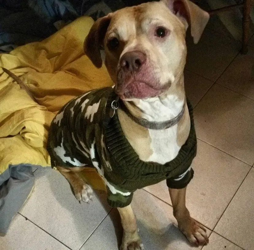 Lost dog in Arrington, VA, 22922