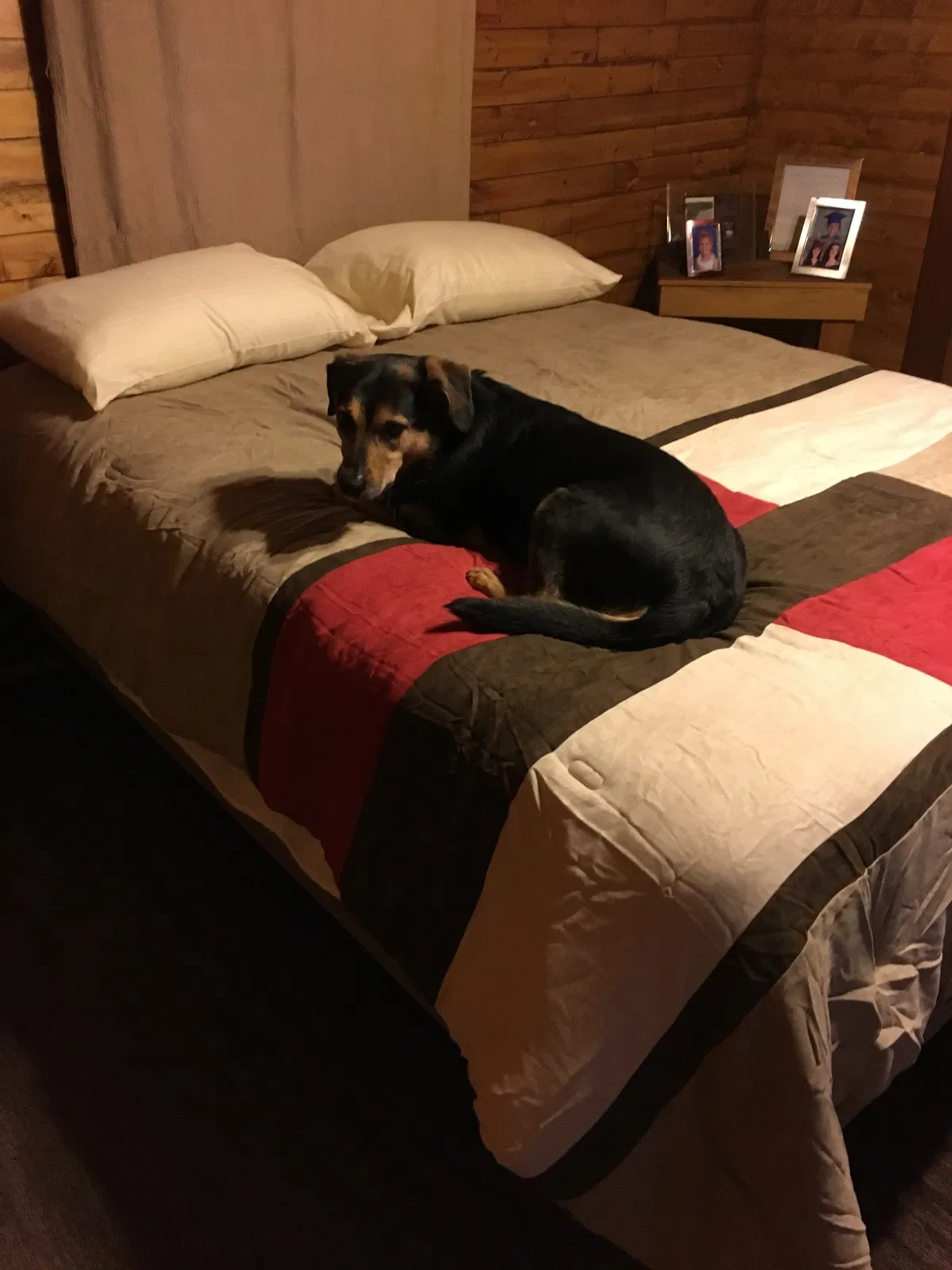 Lost dog in Midland, TX, 79703