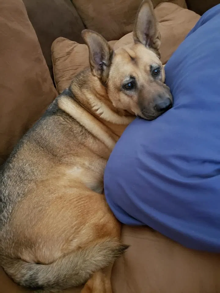 Lost dog in Glendora, CA, 91740