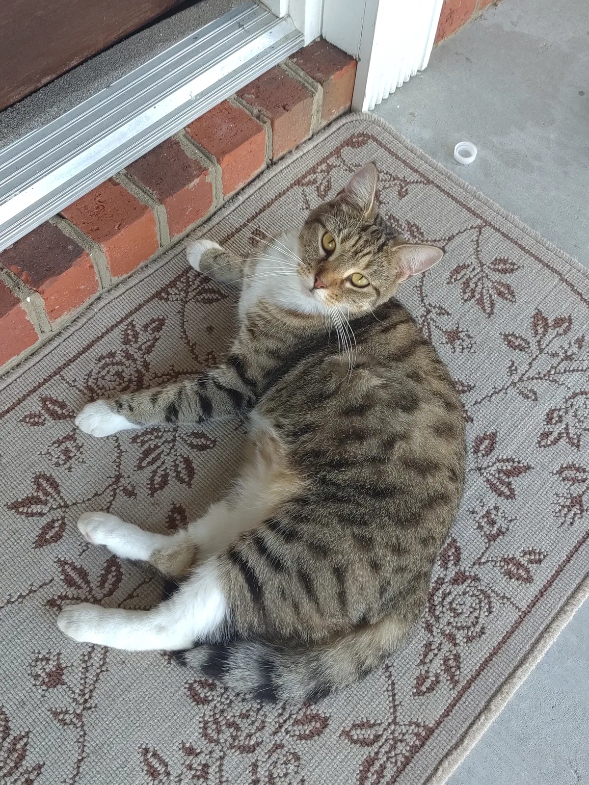 Lost cat in Coward, SC, 29530