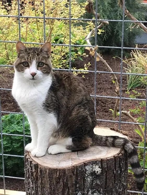 Lost cat in Edmonds, WA, 98026