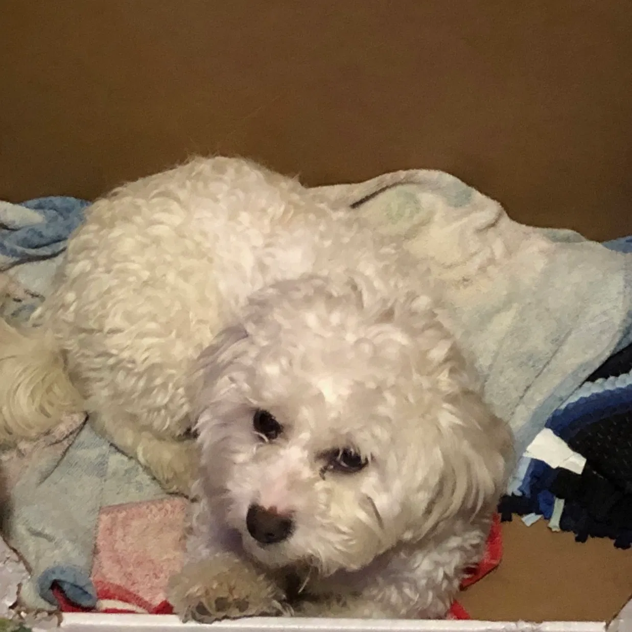 Lost dog in Toppenish, WA, 98948