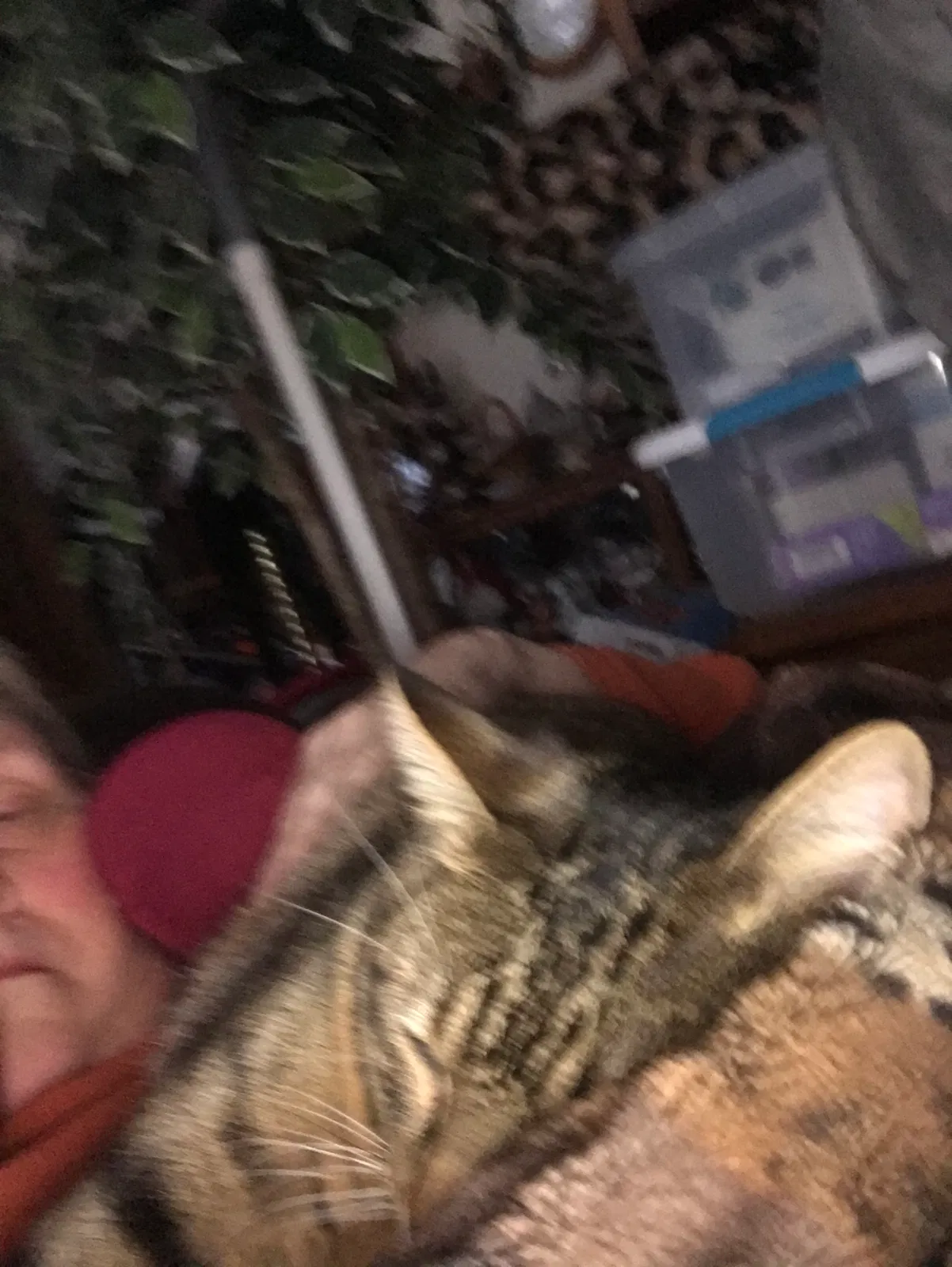 Lost dog in Sioux Falls, SD, 57110