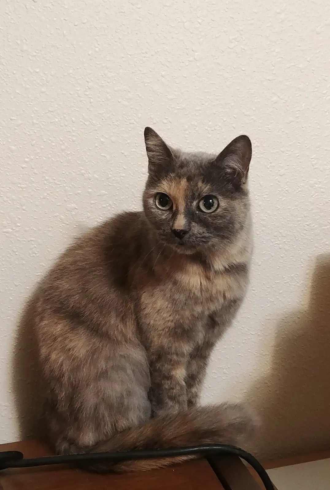 Lost cat in Sultan, WA, 98294