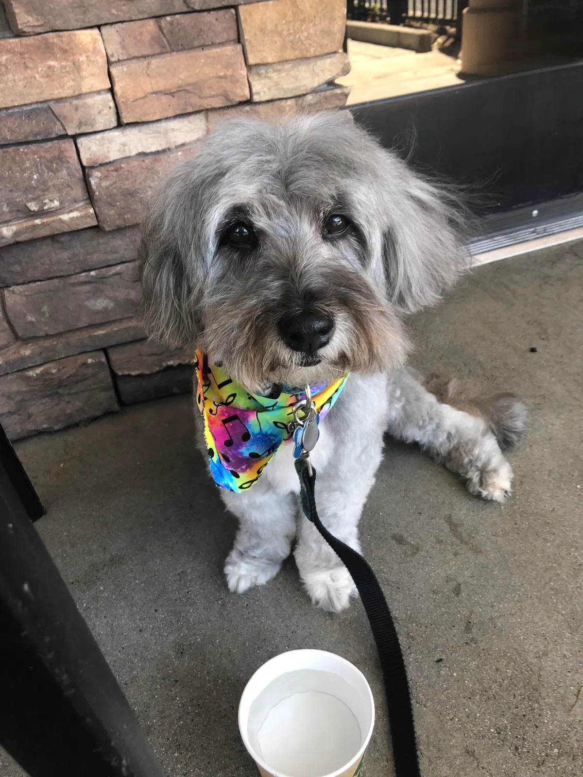 Lost dog in Tarzana, CA, 91356