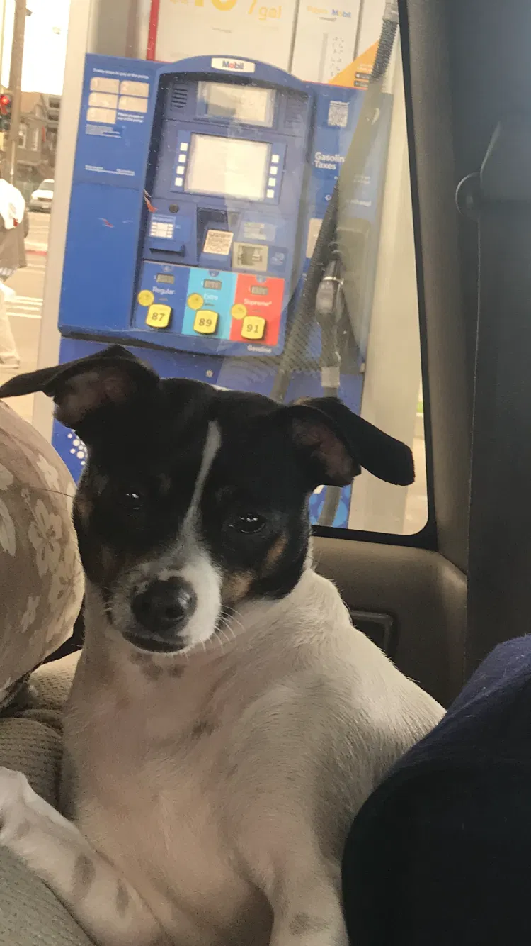Lost dog in Oakland, CA, 94611