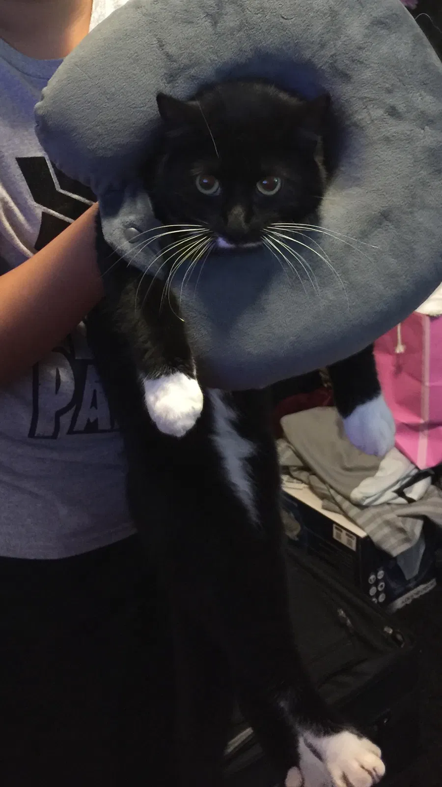 Lost cat in Tacoma, WA, 98418
