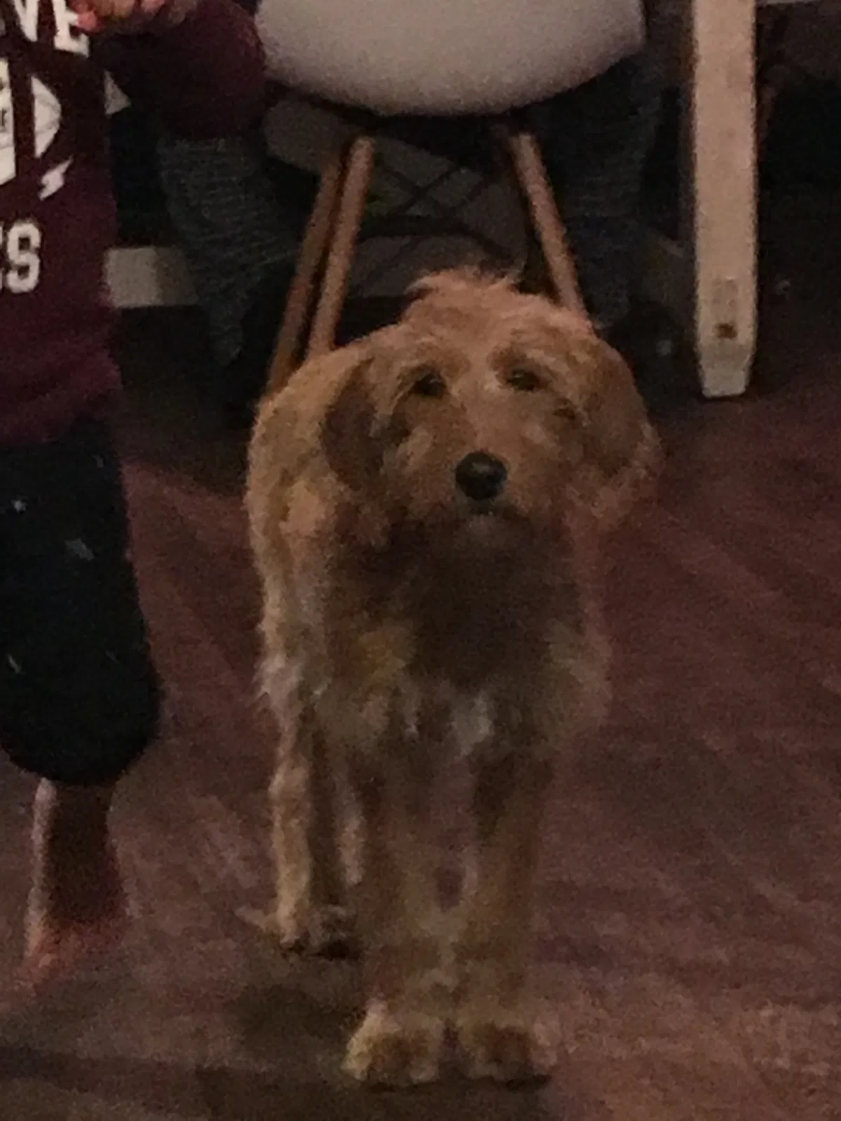 Lost dog in Kalamazoo, MI, 49001
