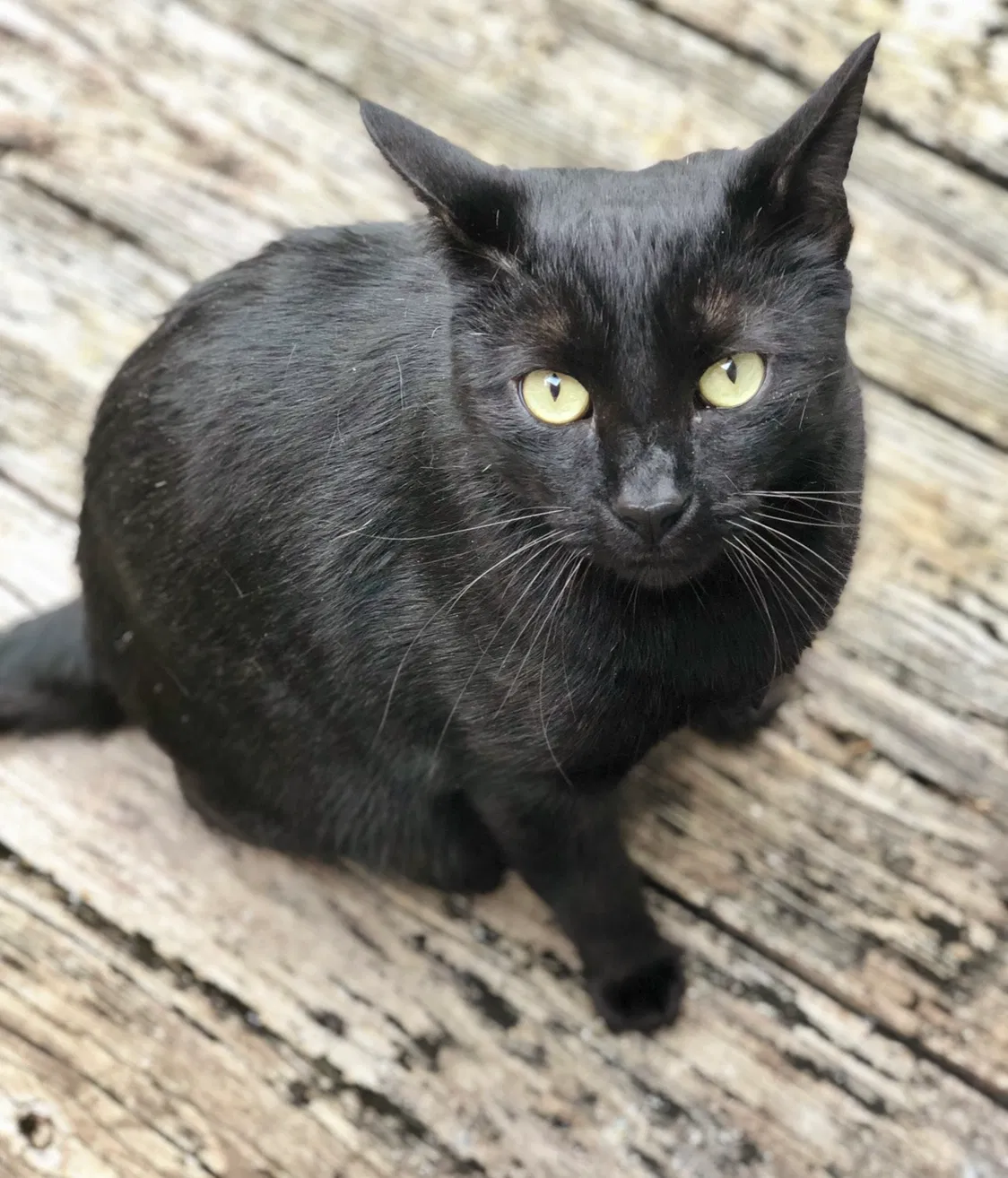 Lost cat in Mobile, AL, 36695
