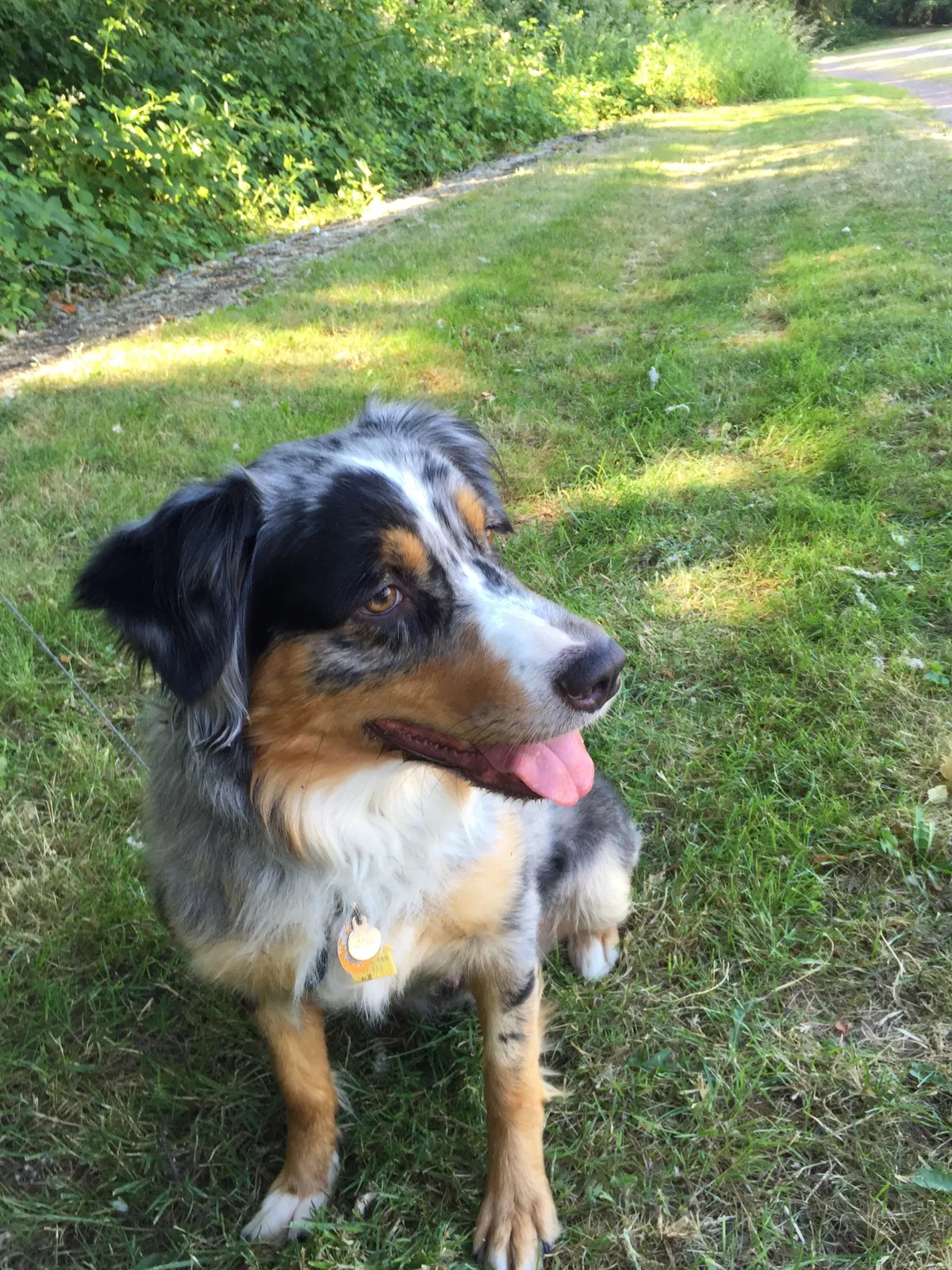 Lost dog in Black Diamond, WA, 98010