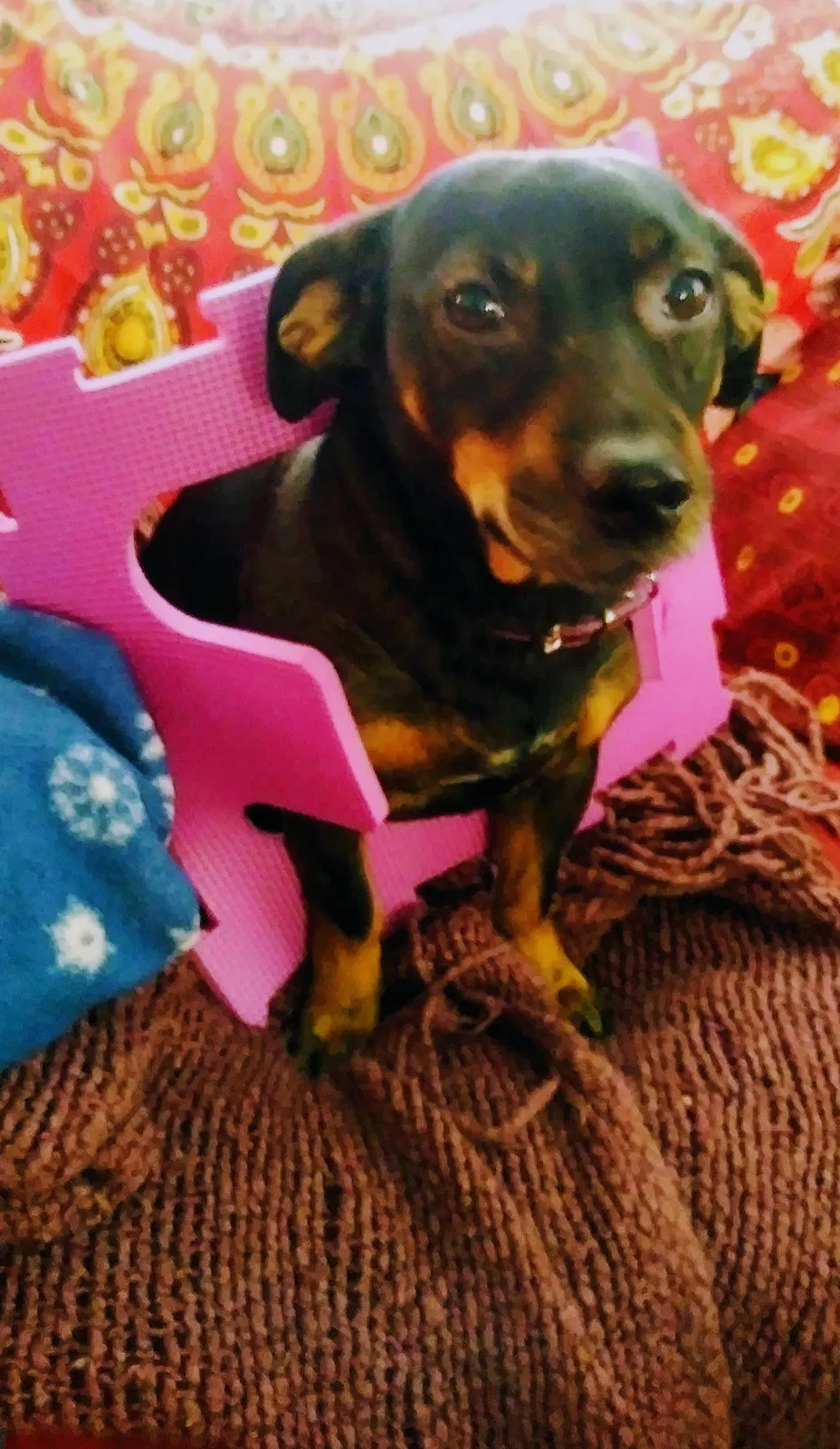 Lost dog in Eugene, OR, 97403