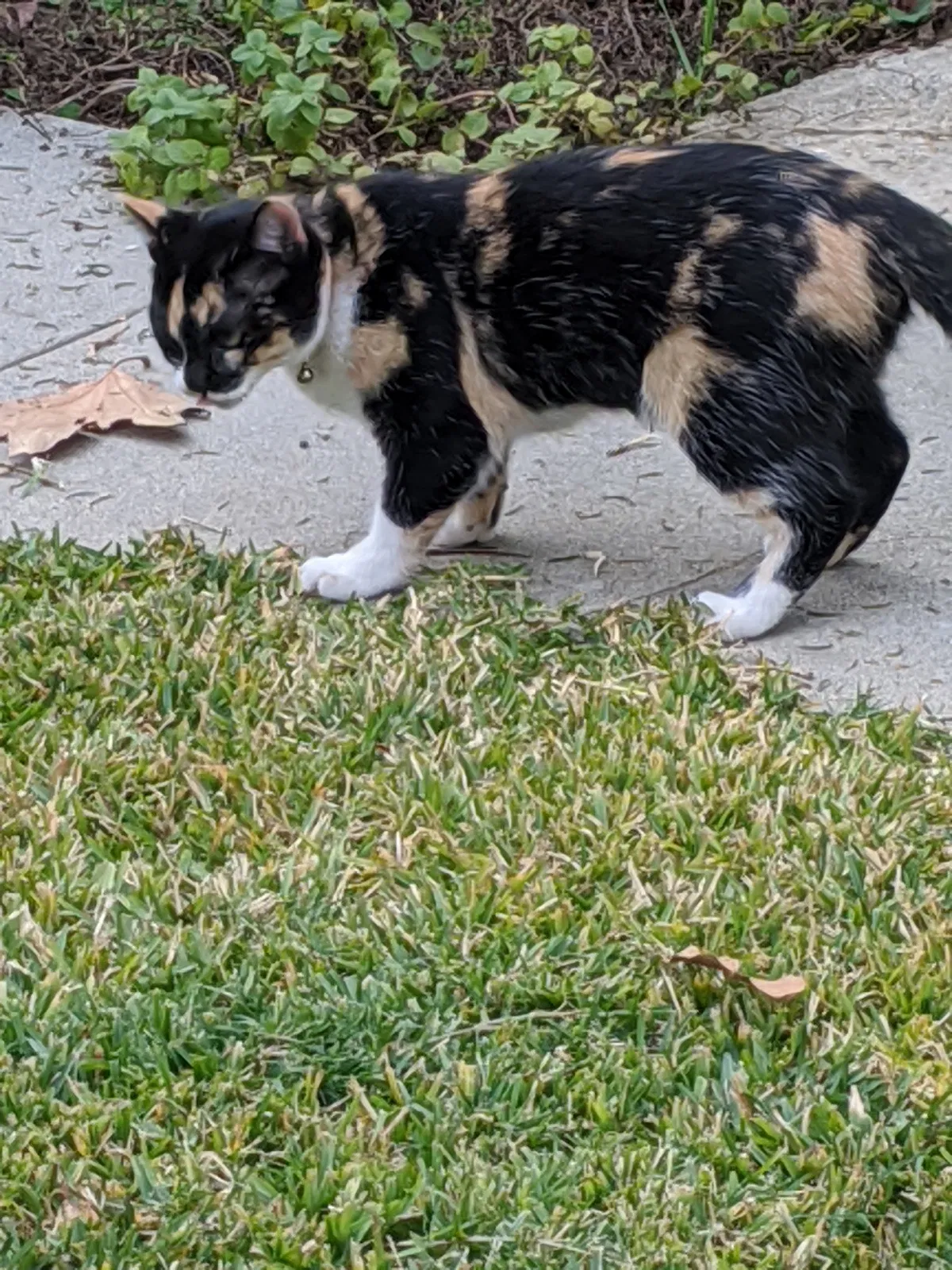 Lost cat in Norwalk, CA, 90650