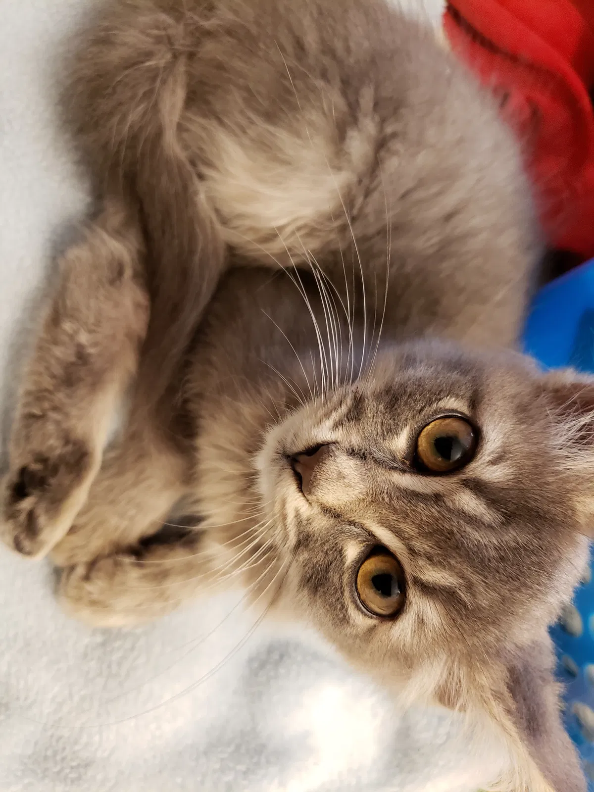 Lost cat in Salem, OR, 97306
