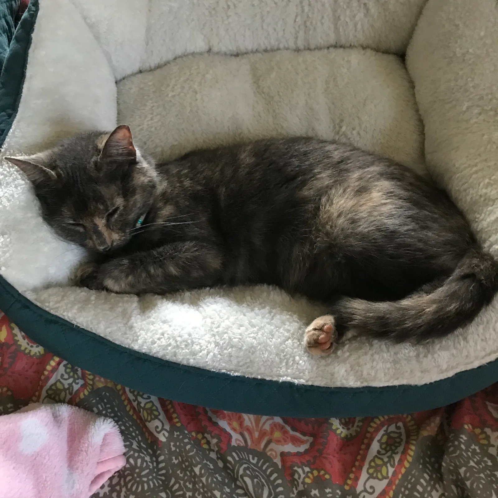 Lost cat in Larue, TX, 75770