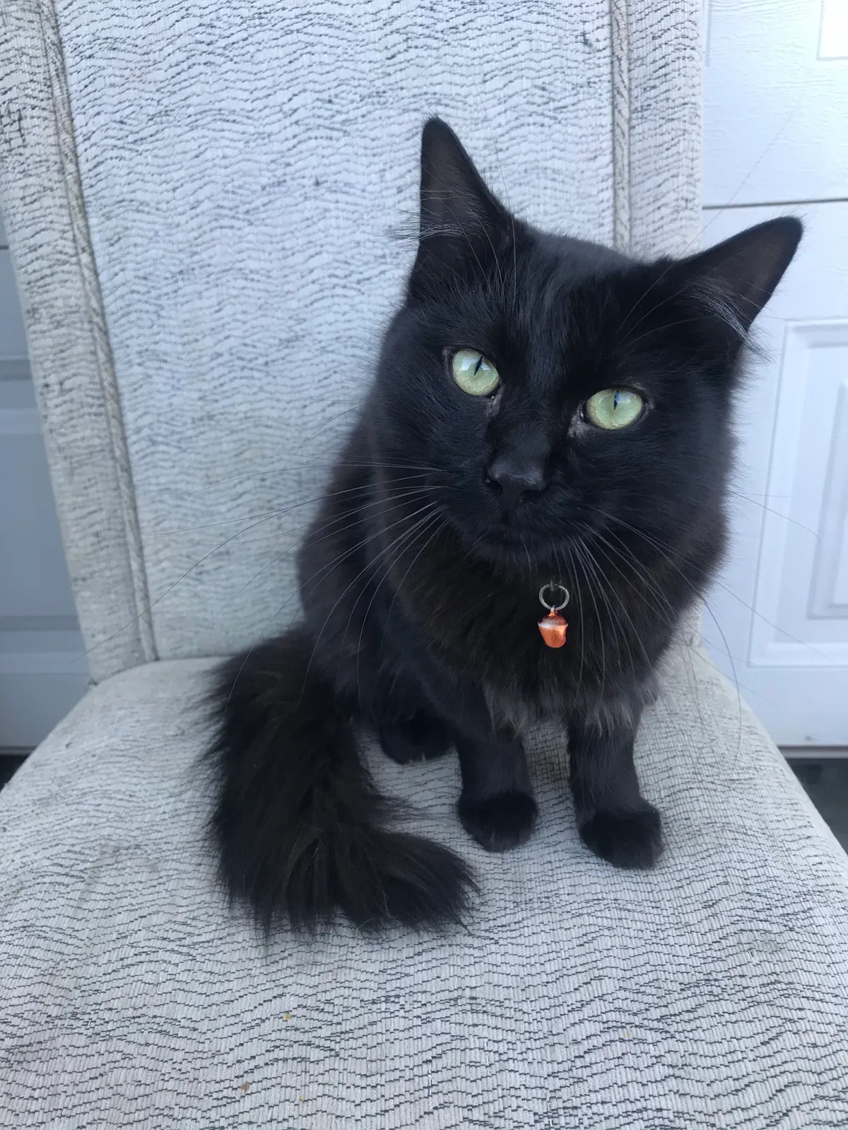 Lost cat in Sun City, CA, 92585