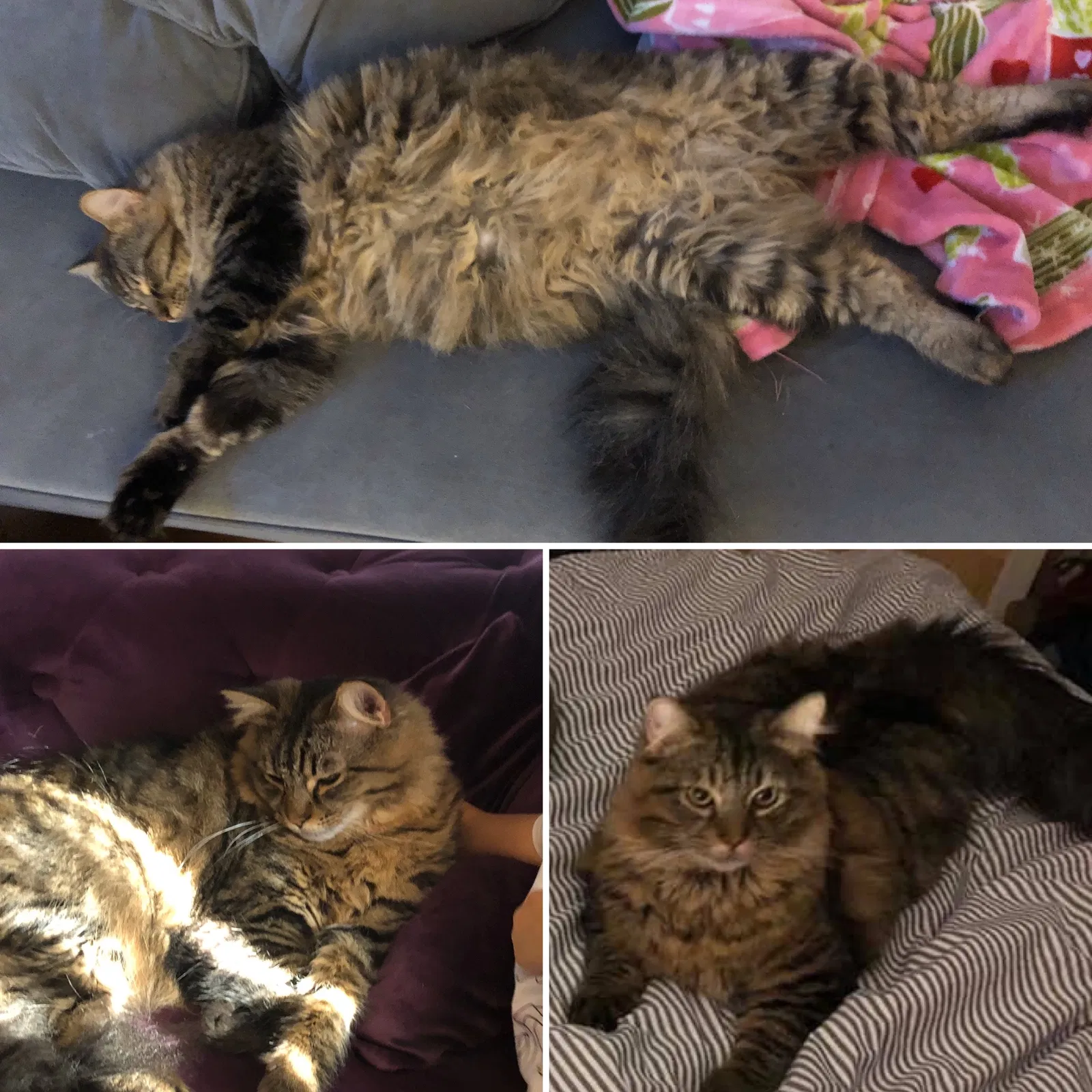 Lost cat in Middletown, OH, 45044