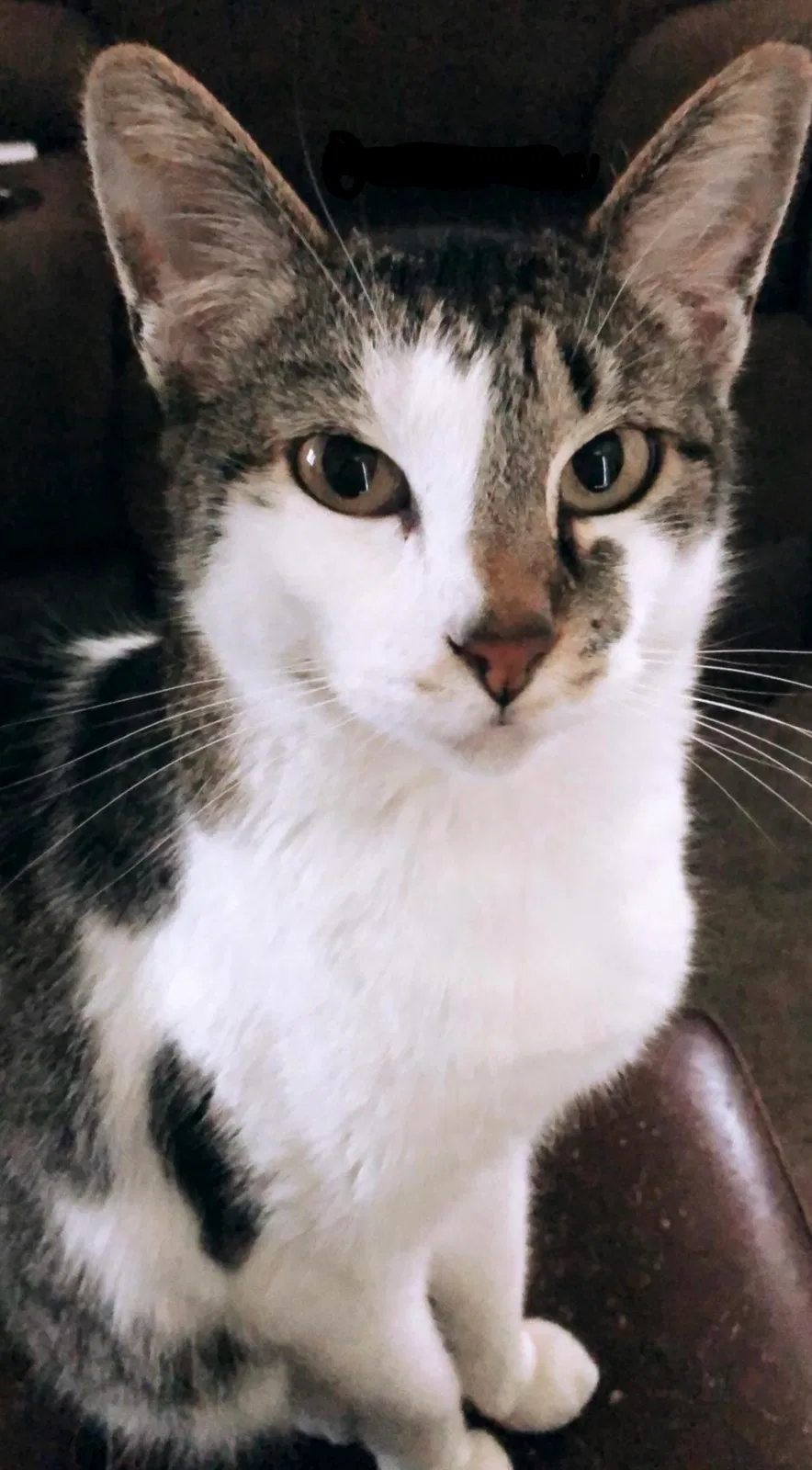 Lost cat in Fresno, CA, 93722