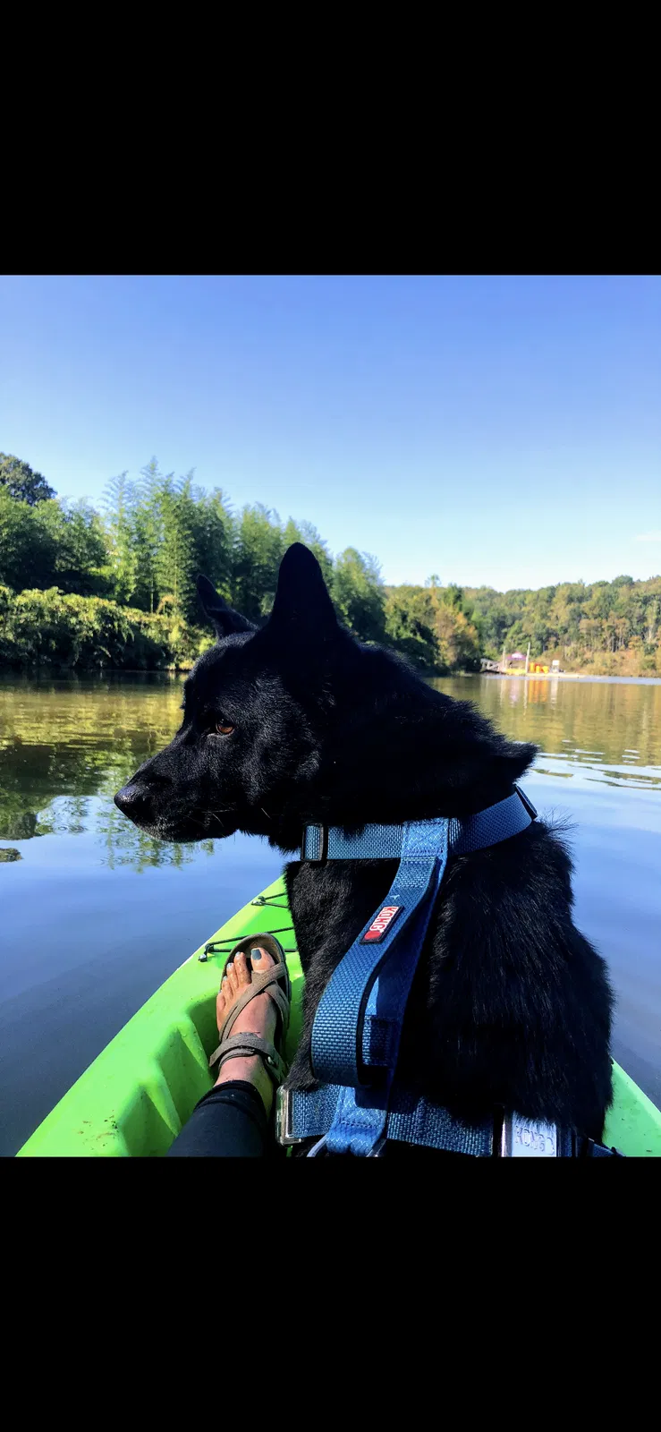 Lost dog in Atlanta, GA, 30360