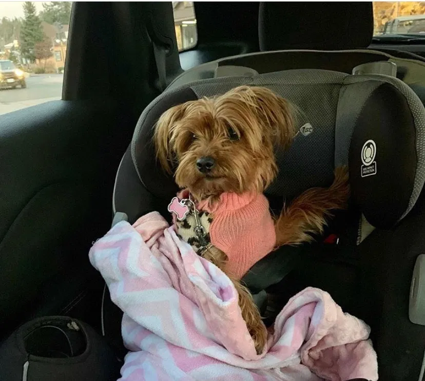 Lost dog in San Diego, CA, 92154