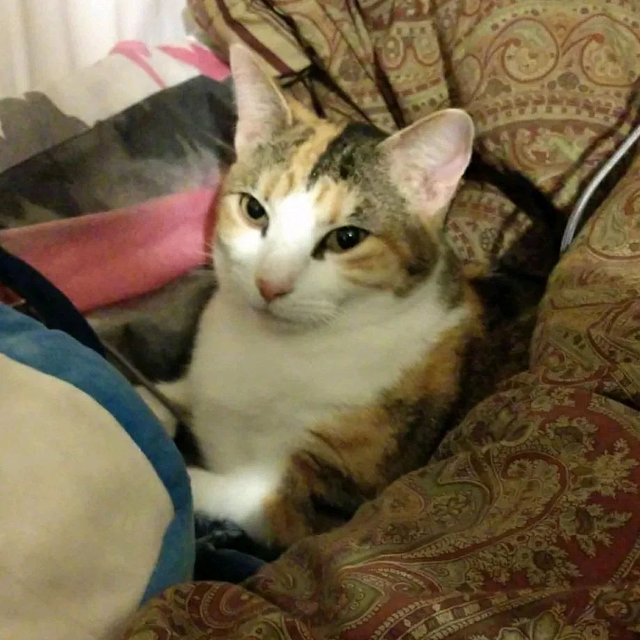 Lost cat in Miami, FL, 33165