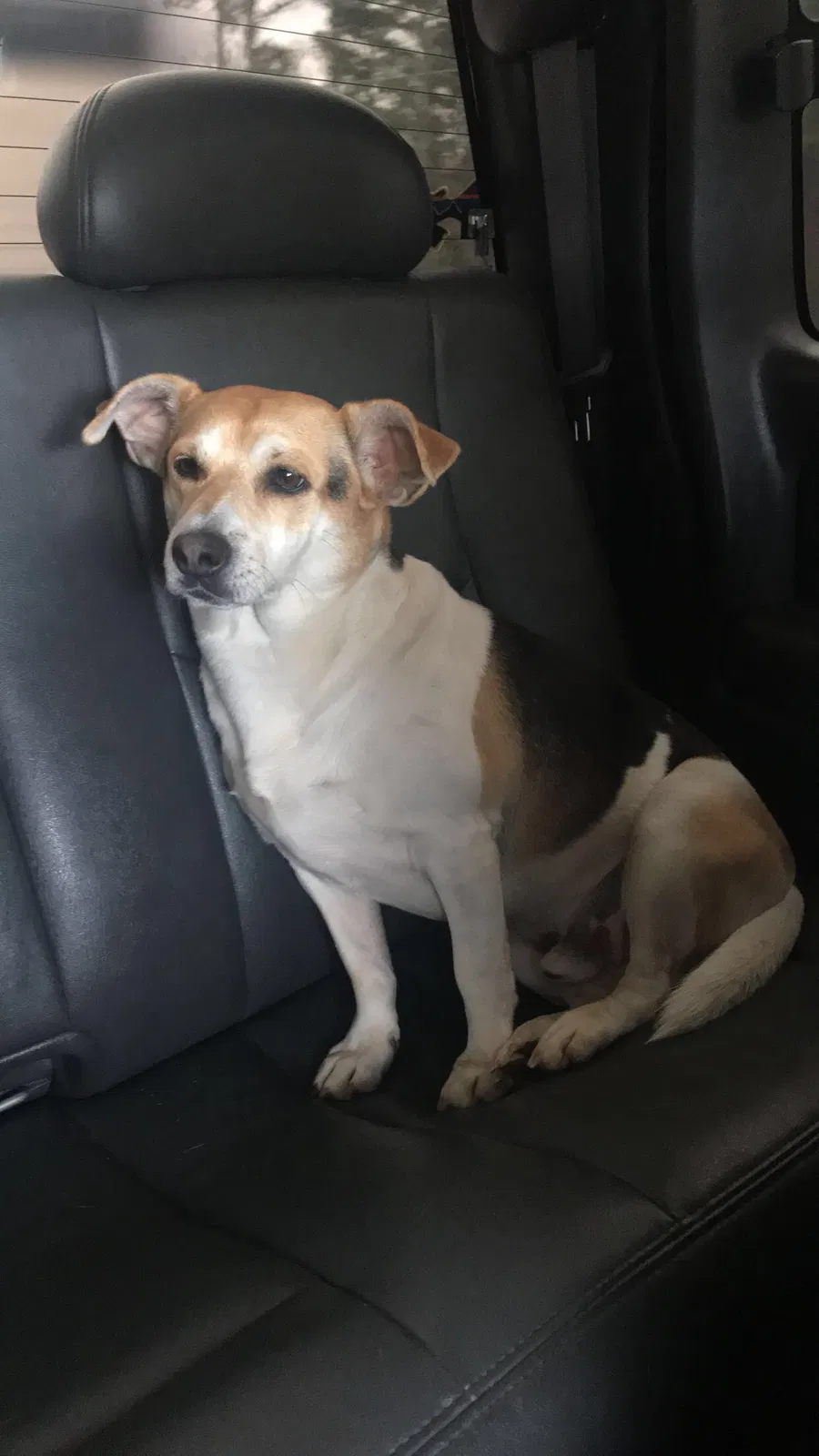 Lost dog in Bessemer, AL, 35023
