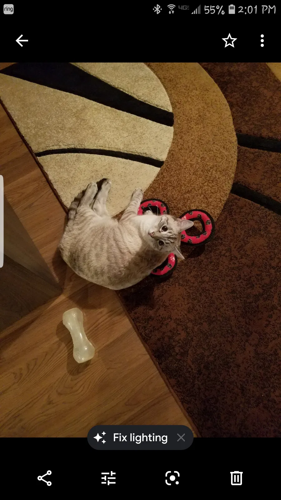 Lost cat in Saint Charles, MO, 63303