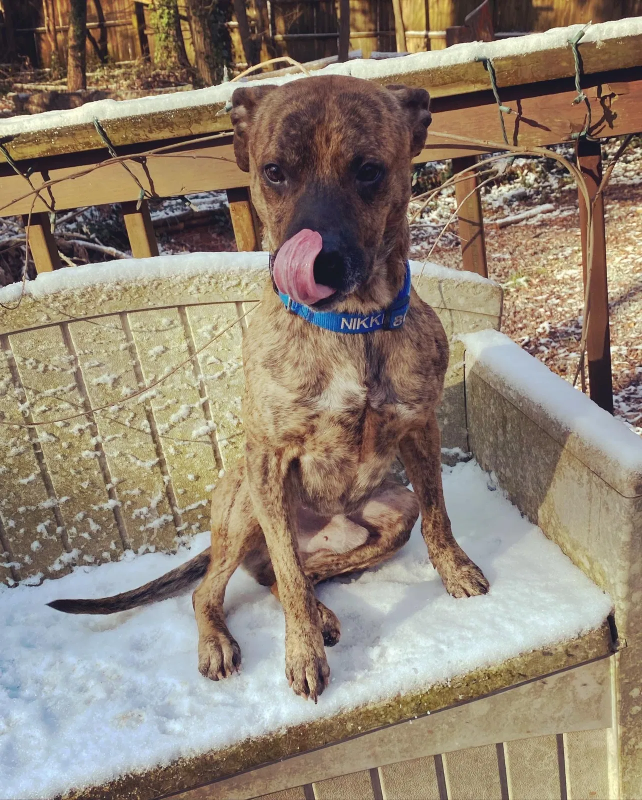 Lost dog in Charlotte, NC, 28215
