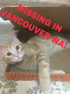 Lost cat in Vancouver, WA, 98661